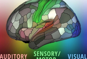 New map of the brain reveals areas never identified before 